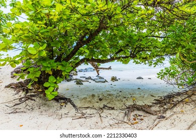 Green Mangrove Leaves   In The Maldives