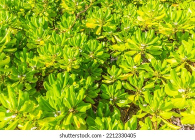 Green Mangrove Leaves   In The Maldives