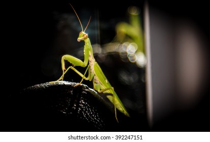 Green mantis at black background
