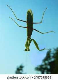          Green mantis is crawling head down the window pane                      