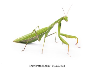 Green mantis isolated on a white background