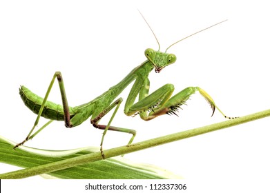 green mantis isolated on white background