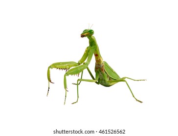 Green mantis isolated on white background.