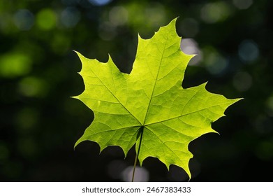 Green maple leaf in green foliage - Powered by Shutterstock