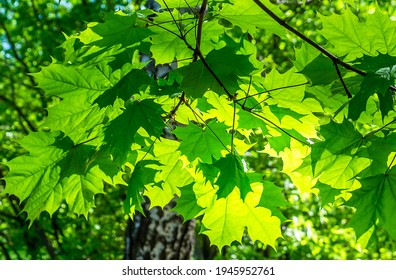 Green maple leaf in greeny foliage - Shutterstock ID 1945952761