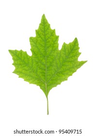 Green Maple Leaf Isolated