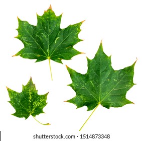 Green Maple Leaf Isolated On White Background