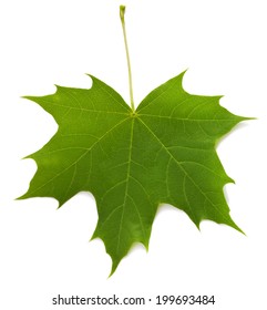 Green Maple Leaf Isolated On White Background