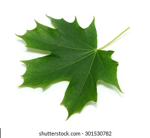 Green Maple Leaf Isolated On White Background