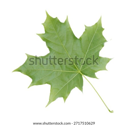 Green maple leaf isolated on white transparent background.