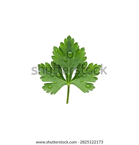 Green maple leaf with serrated edges, isolated on white background, botanical plant