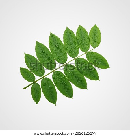 Green maple leaf with serrated edges on white background