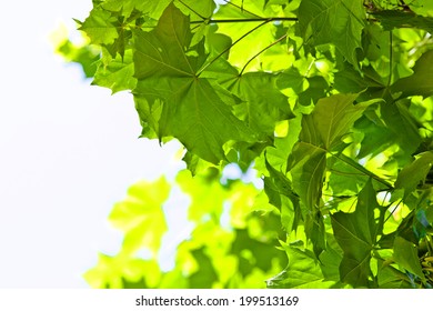 green maple leaves against the sky