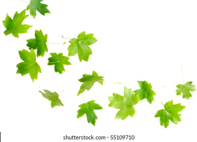 Green Maple Leaves Falling And Spinning Isolated On White