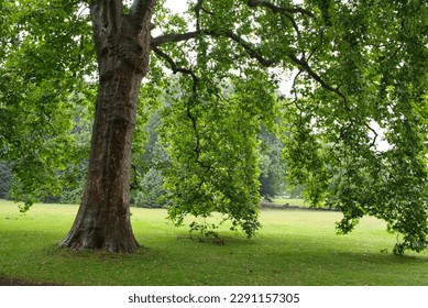 green maple tree in a park