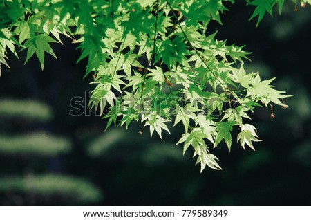 Green Mapletree leaf on summer season