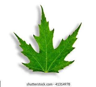 Green Mapple Leaf Isolated