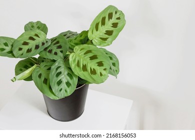 Green maranta leuconeura kerchoveana plant in pot with  white background - Shutterstock ID 2168156053