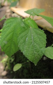 877 Amaranth forest Images, Stock Photos & Vectors | Shutterstock