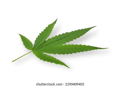 Green Marijuana Or Cannabis Sativa Leaf Isolated On White Background. 