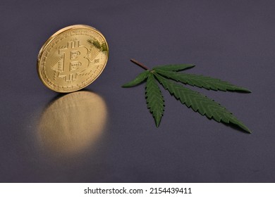 Green marijuana cannabis sprout with bitcoin isolated on black background. High resolution photo. Full depth of field.