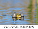 Green Marsh Frog Pelophylax ridibundus. A frog with swollen cheeks on a lake in the wild.