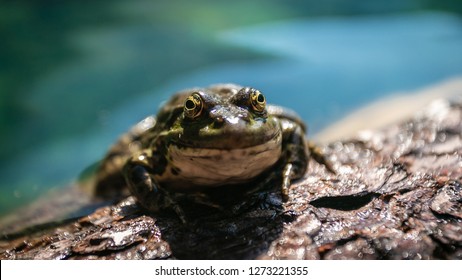 Green Marsh Frog (Pelophylax Ridibundus) Mating Call