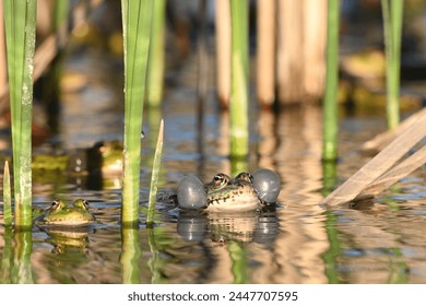 Green Marsh Frog Pelophylax ridibundus croaking on a beautiful light.