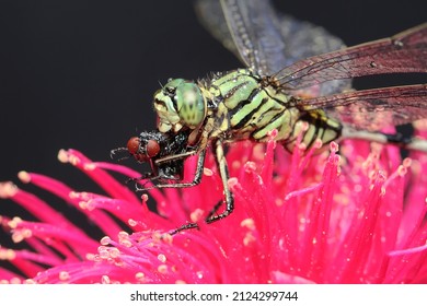 A green marsh hawk is eating a red-eyed fly on a blooming cluster of Malay apple flowers. This insect has the scientific name Orthetrum sabina. 