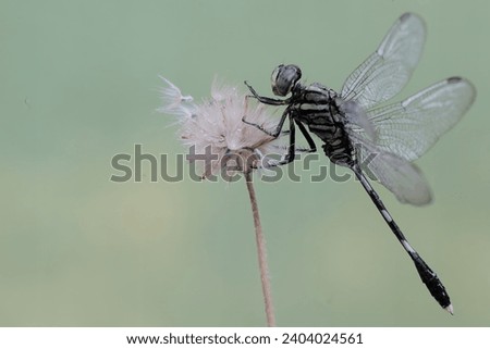 A green marsh hawk is resting on a wild grass flower. This insect has the scientific name Orthetrum sabina.