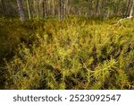 Green Marsh Labrador Tea (Rhododendron tomentosum) bushes next to a swamp in Hollola, Finland.