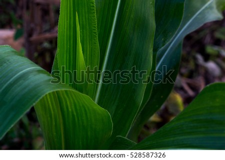 green mass of corn,cornfield plant in greenfield Thailand,mass of corn leaves on field