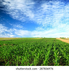 green, maturing corn