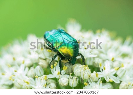 green maybug beetle pollinates an onion flower