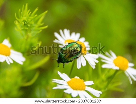 Green Maybug on a chamomile close-up. beauty of nature