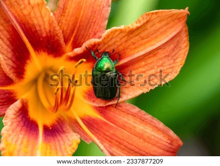 Green Maybug on an orange lily flower close-up. beauty of nature