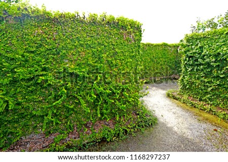 Similar – heavily overgrown building, of which only the roof is still visible