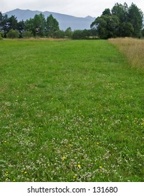green meadow