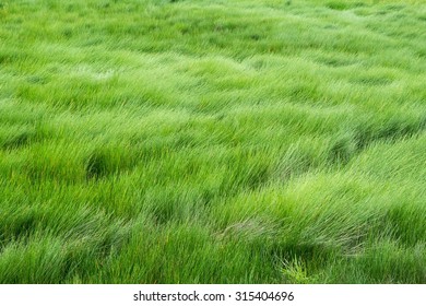 Green Meadow