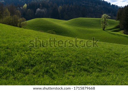 Similar – Blumenwiese, Nadelholzwald