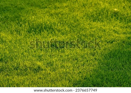 Green meadow background with healthy vibrant grass in sunny garden.