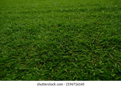 Green Meadow In Bogor Palace


