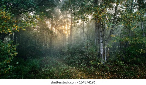 A green meadow in a colorful birch forest at sunrise. Morning fog. Soft golden sunlight, sunbeams. Fairy autumn landscape. Picturesque scenery. Environmental conservation, nature in Finland