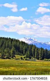 Green Meadow With An Evergreen Treeline And Snow Covered Mountain Background In Early Springtime