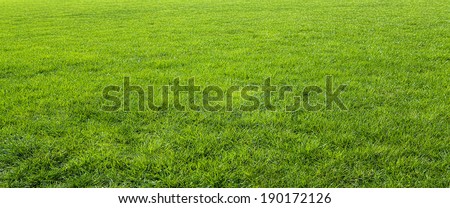 Green meadow grass field for football 
