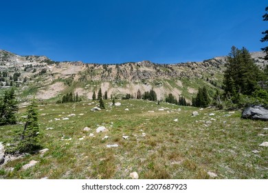 Green Meadow At Lake Solitude Area Of Grand Teton National Park Wyoming