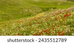 Green meadow of multi-colored wildflowers. Spring forbs. Phytotherapy. Treatment with medicinal herbs.