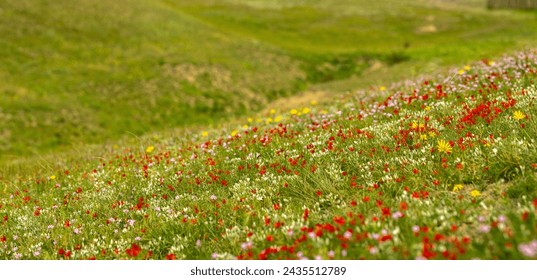 Green meadow of multi-colored wildflowers. Spring forbs. Phytotherapy. Treatment with medicinal herbs.