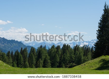 green meadow and pinetrees with high mountains in the background