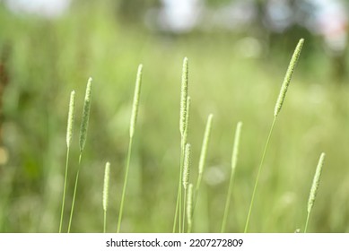 green meadow spikelets field photophone banner 
				spring juicy green grass, spikelet, spikelets of greenery, juicy natural unplowed field, spring Ukrainian juicy meadow, grass, Ukrainian spikelets